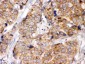 Anti-eIF4A2 Picoband Antibody